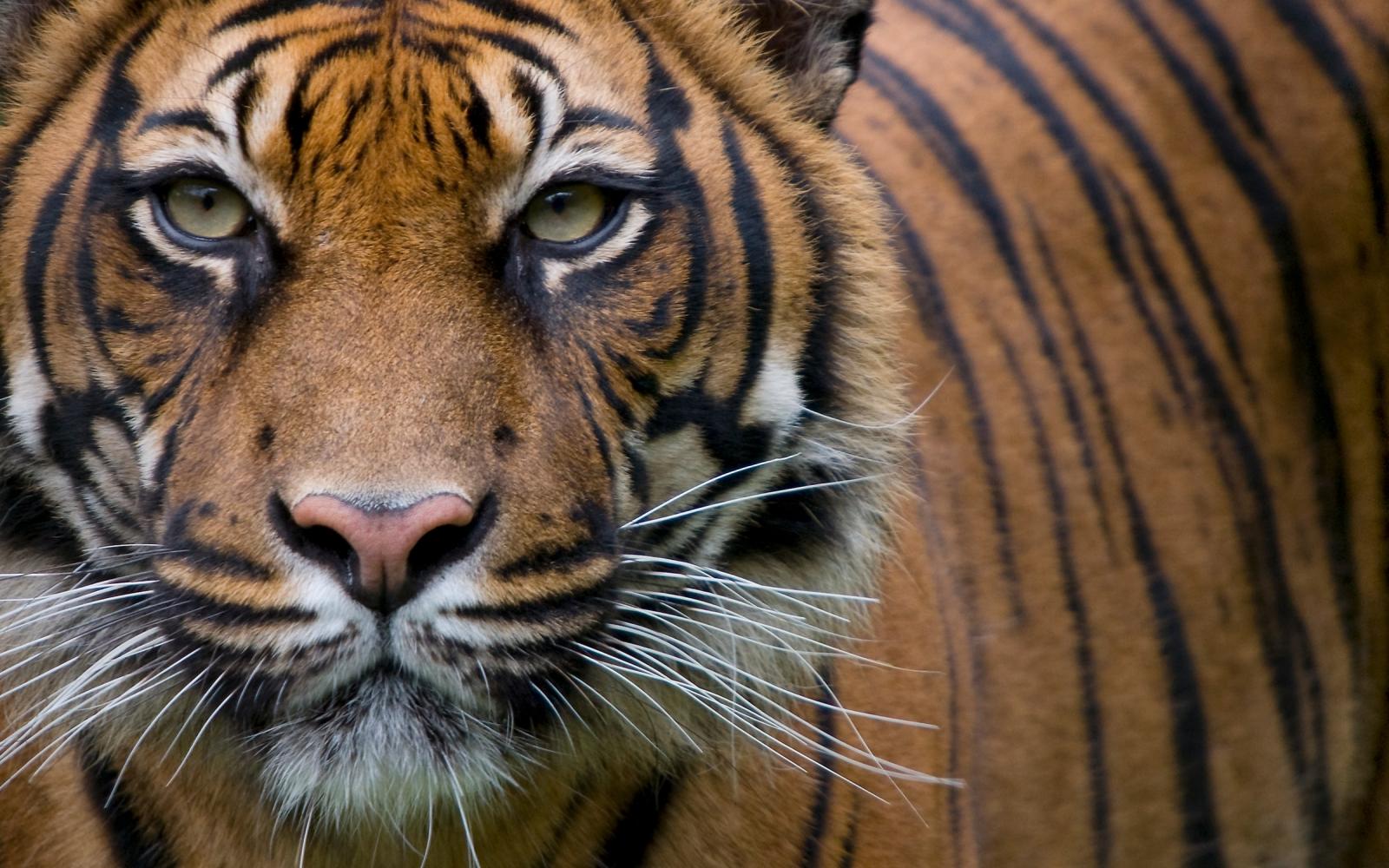Le tigre  de  Sumatra  en danger d extinction du fait de  la 