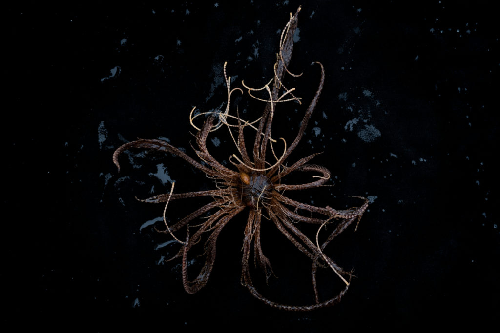 Greenpeace découvre un nouveau paradis sous-marin en Antarctique © Christian Åslund / Greenpeace. Un exemple de Crinoïde, Promachocrinus kerguelensi, photographiée à une profondeur de 300 mètres à Kinner Coves, dans l’Antarctic Sound.