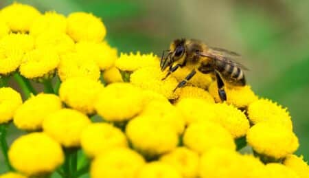 Une start-up agricole canadienne mise sur les abeilles pour protéger les cultures