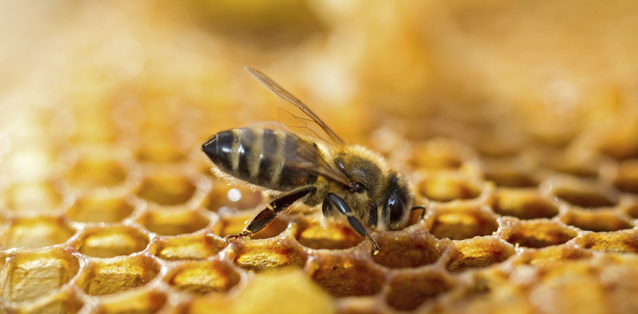 Hostabee connecte les ruches pour sauver les abeilles