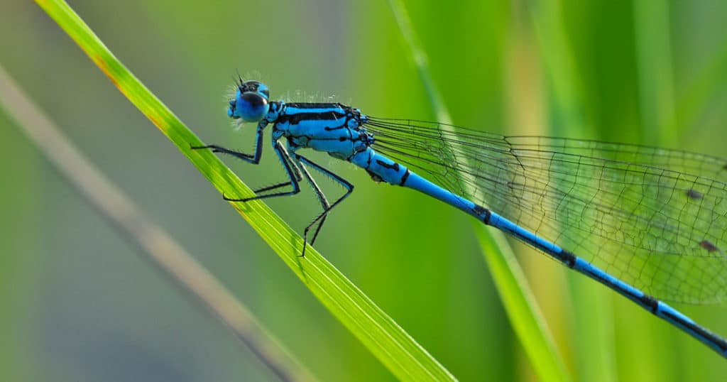 La menace qui pèse sur les espèces d’eau douce pourrait avoir des conséquences désastreuses pour la population mondiale