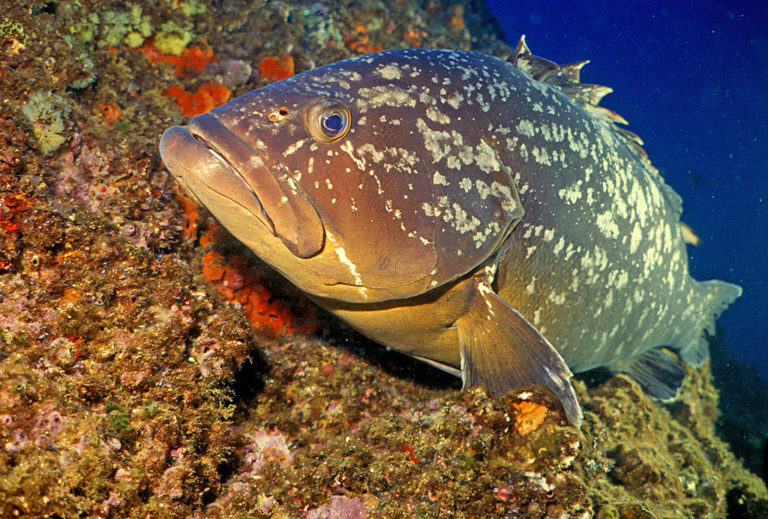 Les dauphins et les mérous : de bons indicateurs de la qualité de l’eau !
