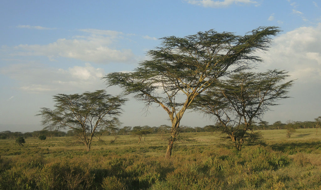Au Kenya, on bombarde des graines pour faire face à la déforestation