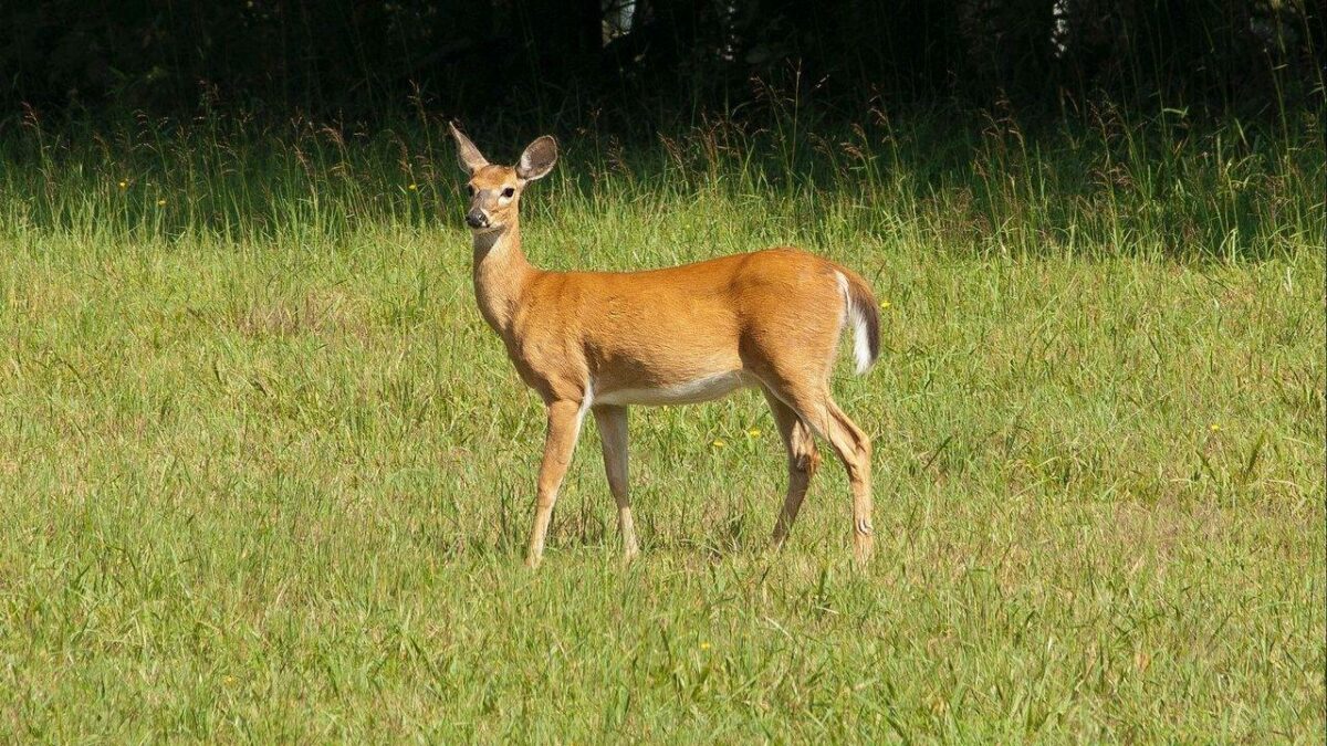 Etats-Unis : des scientifiques craignent que la maladie du « cerf zombie » ne se transmette à l’homme