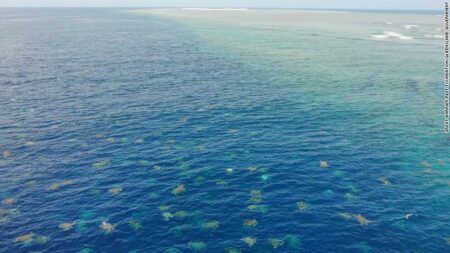 La plus grand colonie de tortues vertes au monde est deux fois plus nombreuse que prévue