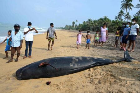 La marine sri-lankaise et des villageois sauvent plus de 100 baleines échouées