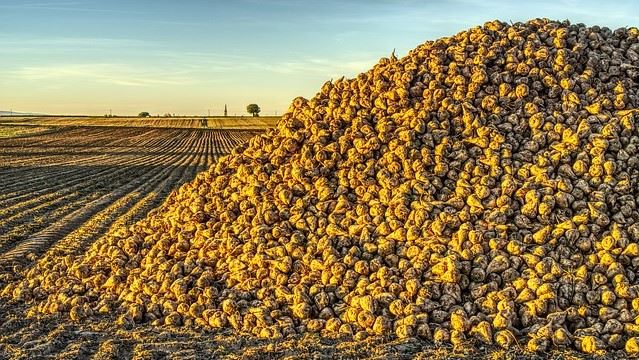 Les producteurs français de betterave sucrière craignent que le gel ait ruiné jusqu’à 10% de la production