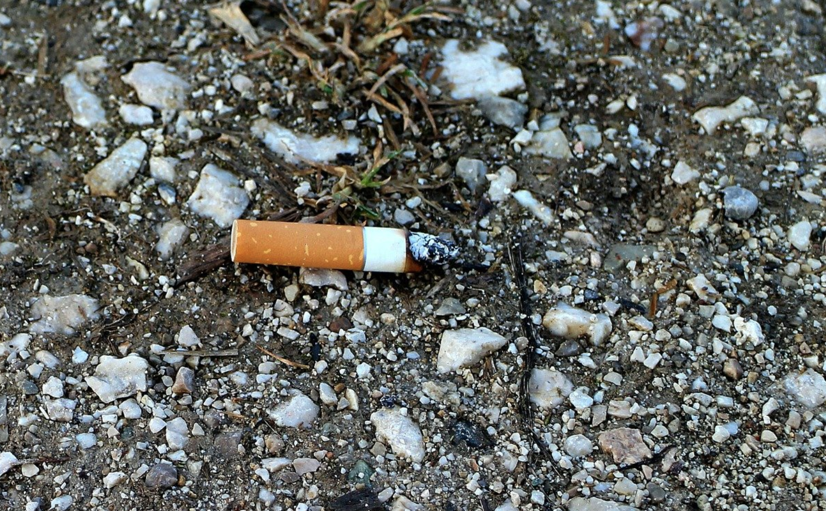 Filtres à cigarettes : plus de mal que de bien ? La recherche révèle la  vérité