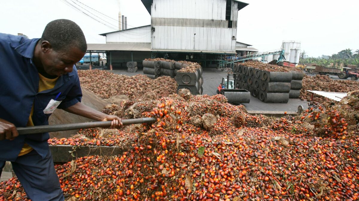 Nouvelle production énergétique en Côte d’Ivoire à partir des déchets du cacao