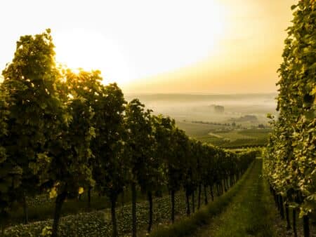 gel printanier Chablis