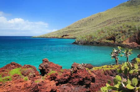 Le parc des Galapagos teste la replantation de coraux pour restaurer un écosystème fragile