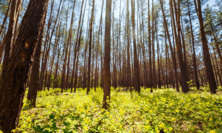 forêts-françaises-biodiversité