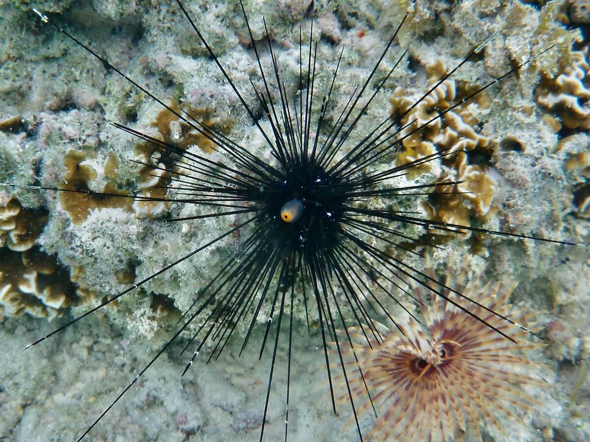 En mer Rouge, une inquiétante épidémie met en péril le corail - Enviro2B