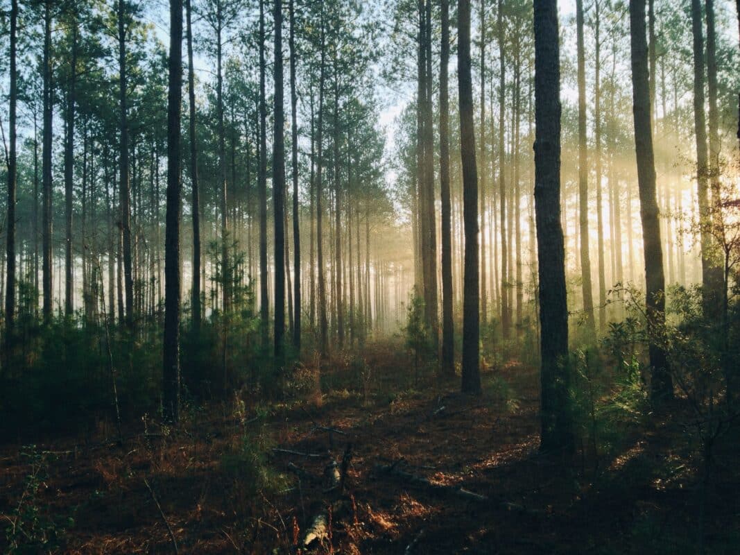 Les travaux forestiers pour faire face aux feux de forêt