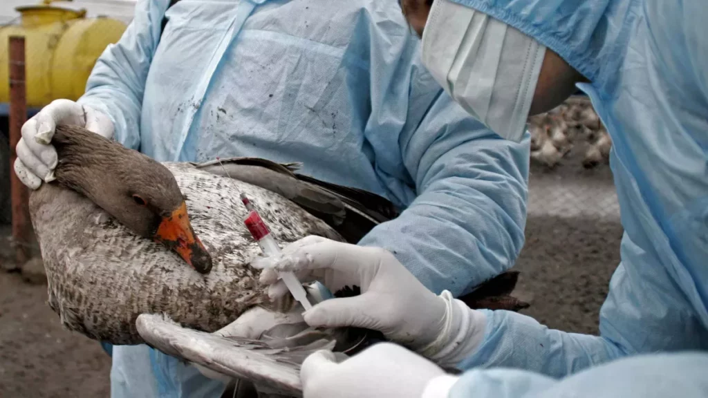La modification des gènes des poulets comme protection contre la grippe aviaire