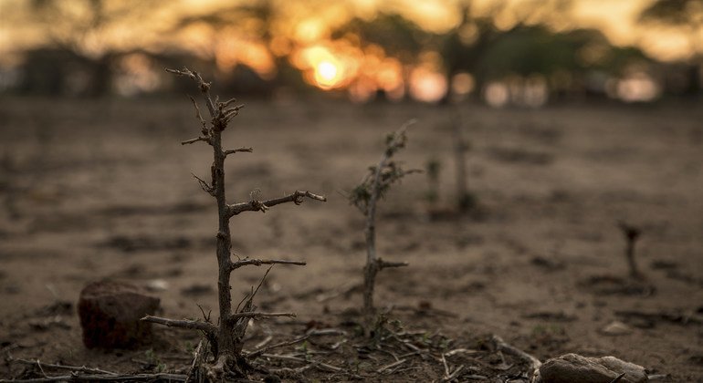 L’agence alimentaire des Nations unies recherche 400 millions de dollars pour nourrir des millions de personnes en Afrique australe