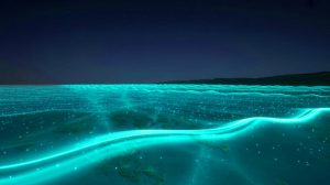 Illustration de la lueur turquoise d'une floraison de phytoplancton bioluminescent au large de l'Australie. Image réalisée par IA.