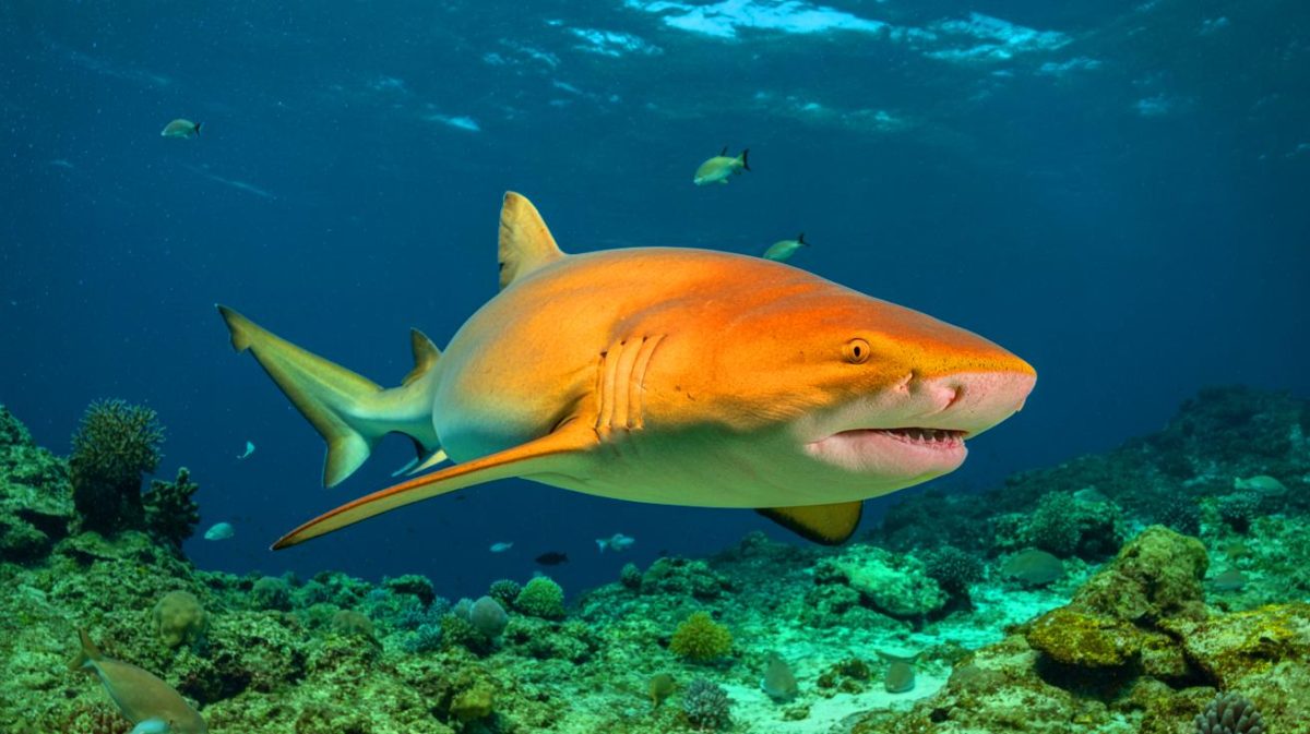 Illustration de la découverte d'un requin nourrice orange au large de la côte caribéenne du Costa Rica.