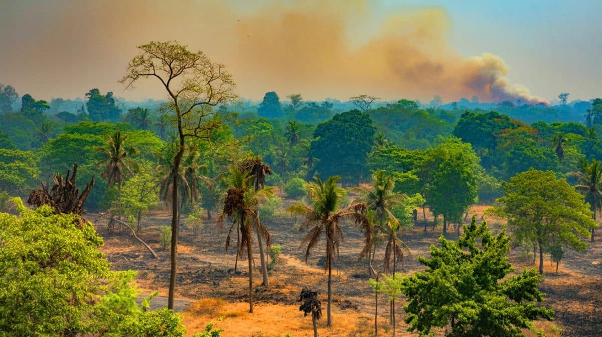 « Les forêts disparaissent sans qu’on le sache » : cette étude indienne dévoile un effondrement écologique catastrophique qui menace la planète Illustration de la dégradation préoccupante des forêts indiennes mise en évidence par l'étude de l'IIT Kharagpur.