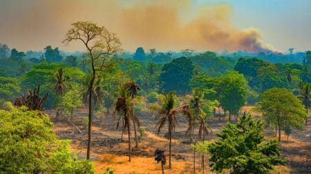 Illustration de la dégradation préoccupante des forêts indiennes mise en évidence par l'étude de l'IIT Kharagpur.