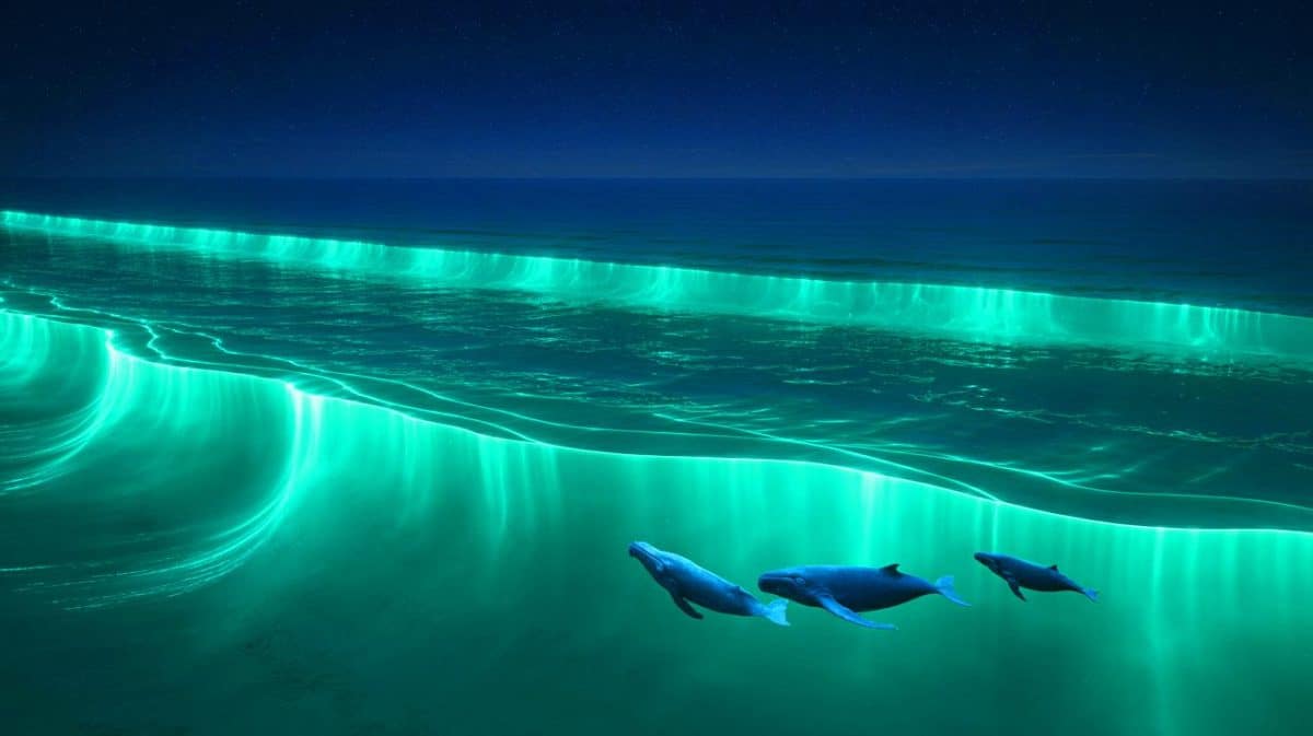 « La NASA filme l’océan qui brille » : cette lumière turquoise géante attire 80 baleines bleues et terrifie les scientifiques australiens Illustration de la lueur turquoise causée par la floraison de phytoplanctons bioluminescents en mer de Tasmanie.