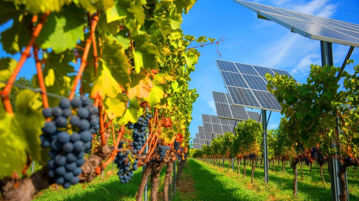 « Vos vignes produisent de l’électricité » : ces panneaux solaires doublent les récoltes italiennes et divisent la consommation d’eau par deux Illustration de l'agrivoltaïque intégrée dans un vignoble des Pouilles en Italie.