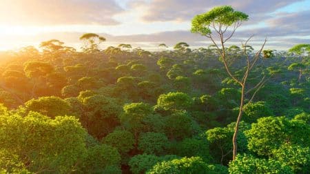 Illustration de la transformation des forêts tropicales australiennes en sources de carbone.