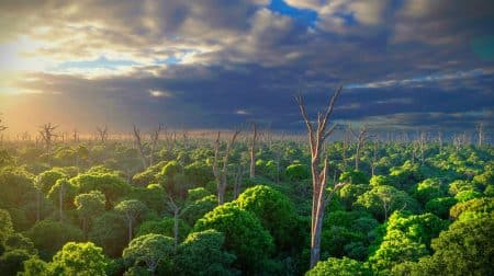 Les forêts tropicales australiennes : un nouveau rôle inquiétant dans le bilan carbone mondial en 2023 Illustration de la transformation des forêts tropicales australiennes en sources nettes d'émissions de carbone.