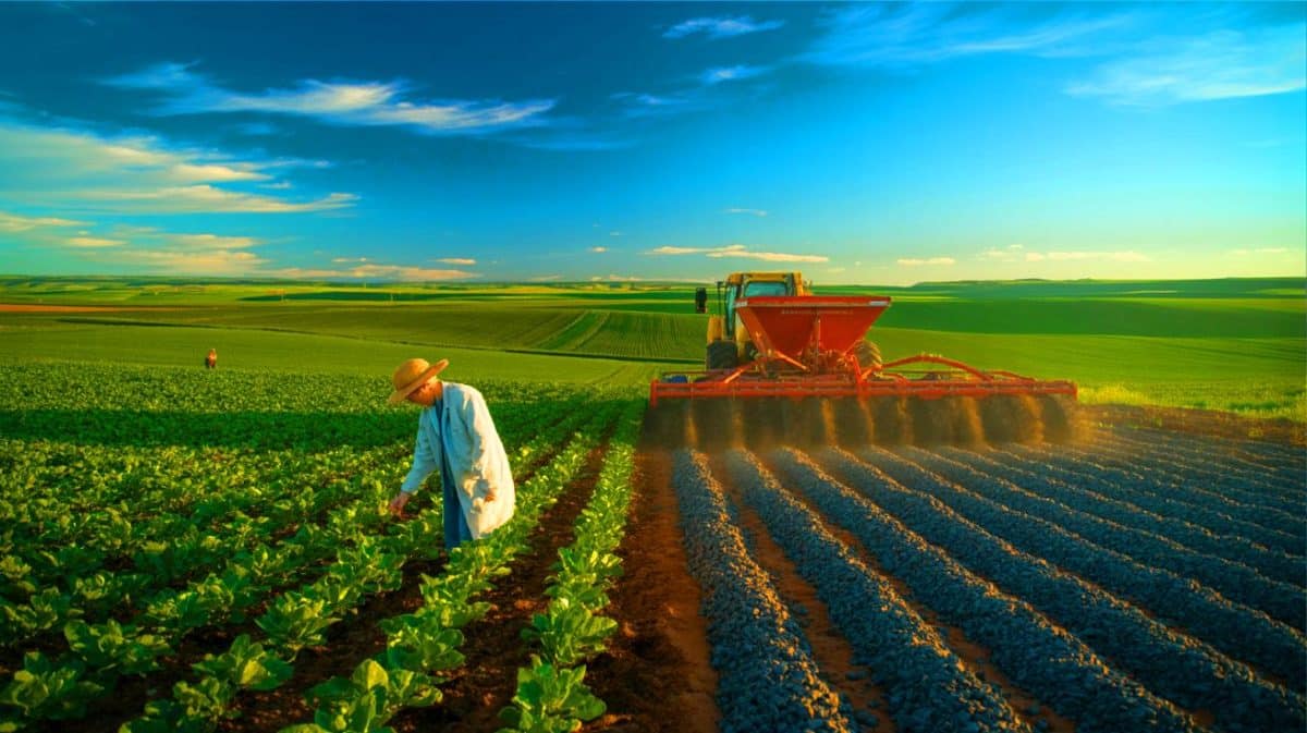 Illustration de l'utilisation du basalte pour accélérer la capture du carbone sur des terres agricoles brésiliennes.