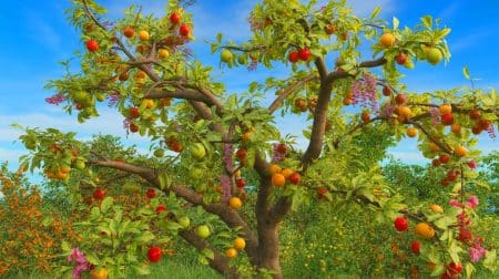 Un artiste révolutionne la botanique en créant 200 arbres étranges qui interrogent notre perception de la nature Illustration de l'Arbre aux 40 Fruits, une œuvre botanique et artistique de Sam Van Aken.