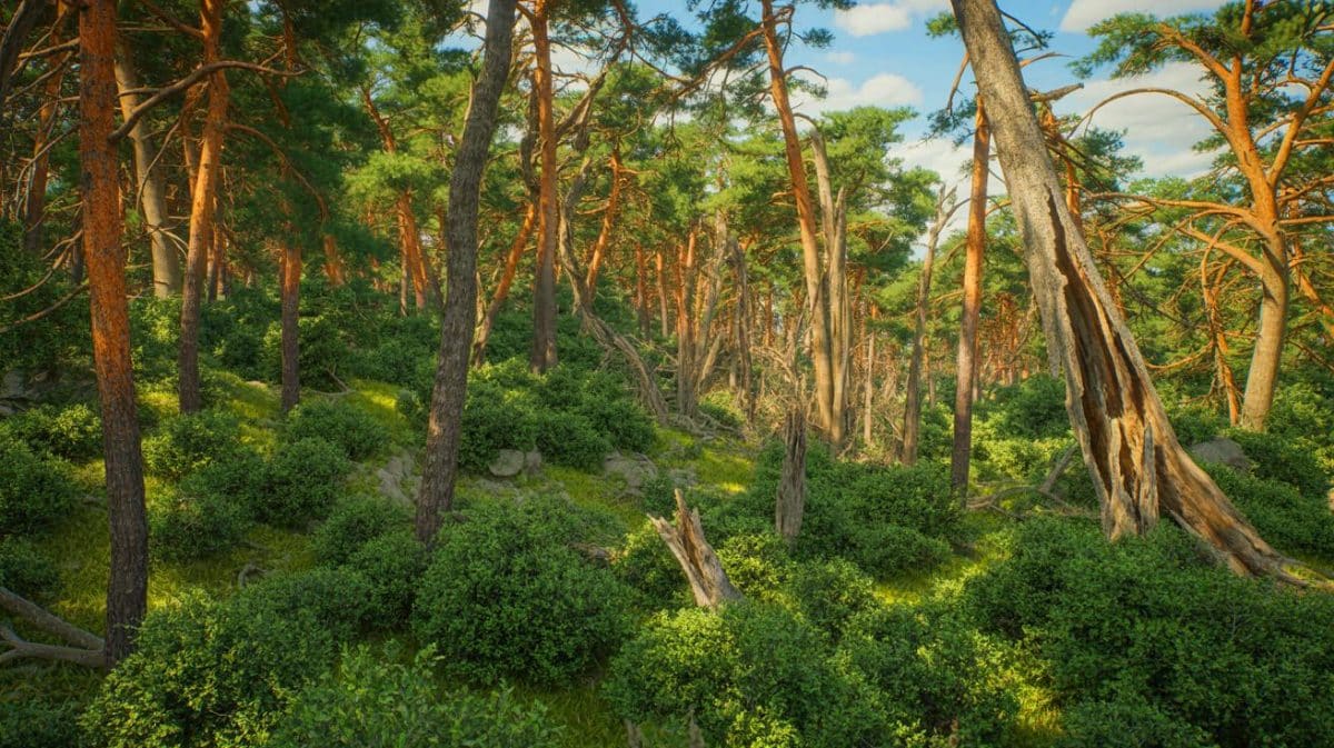 Les forêts françaises s’étendent comme jamais, mais les mystères qu’elles abritent préoccupent les chercheurs Illustration de l'expansion et de la dégradation des forêts françaises face aux changements climatiques.