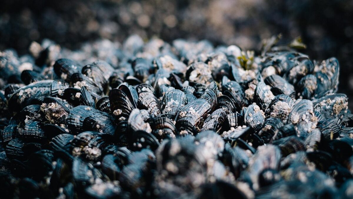 Les coquilles de moules révolutionnent le sablage des jeans et contribuent à la réduction des déchets en décharge
