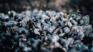 Les coquilles de moules révolutionnent le sablage des jeans et contribuent à la réduction des déchets en décharge