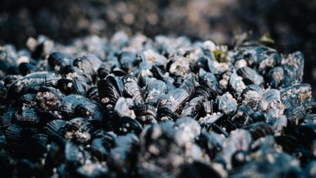 Les coquilles de moules révolutionnent le sablage des jeans et contribuent à la réduction des déchets en décharge