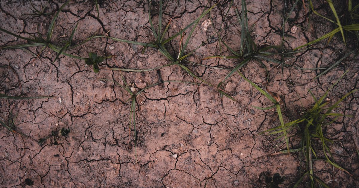 Les sols europ�ens, r�servoirs de carbone climate change environment