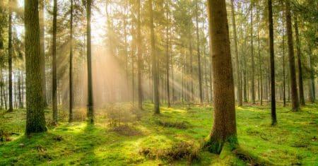 environment nature landscape