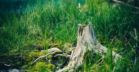 environment nature landscape