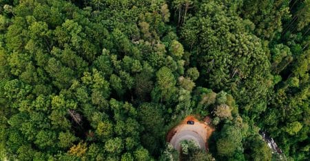 forest trees conservation