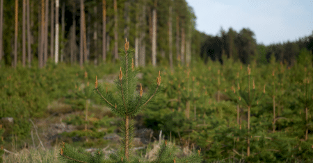 forest trees conservation