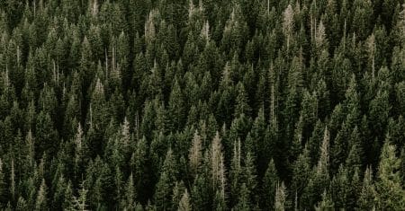 forest trees conservation