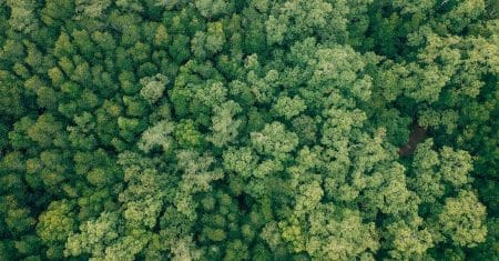 forest trees conservation