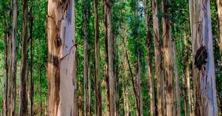 forest trees conservation