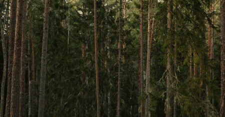 forest trees conservation