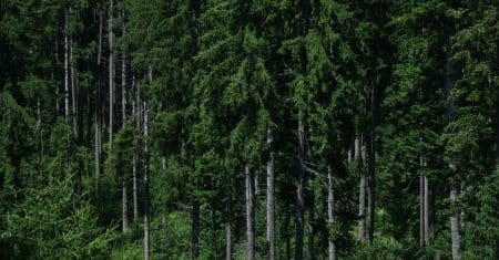 forest trees conservation