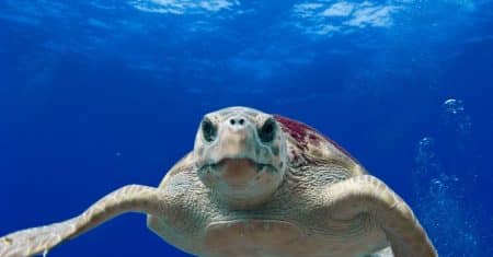 ocean conservation marine life
