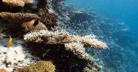 ocean conservation marine life