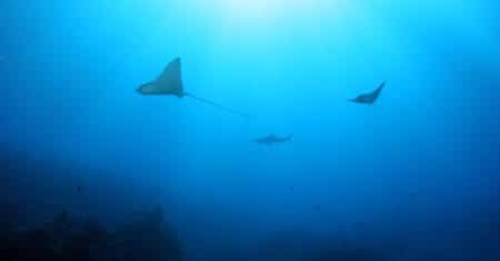 ocean conservation marine life