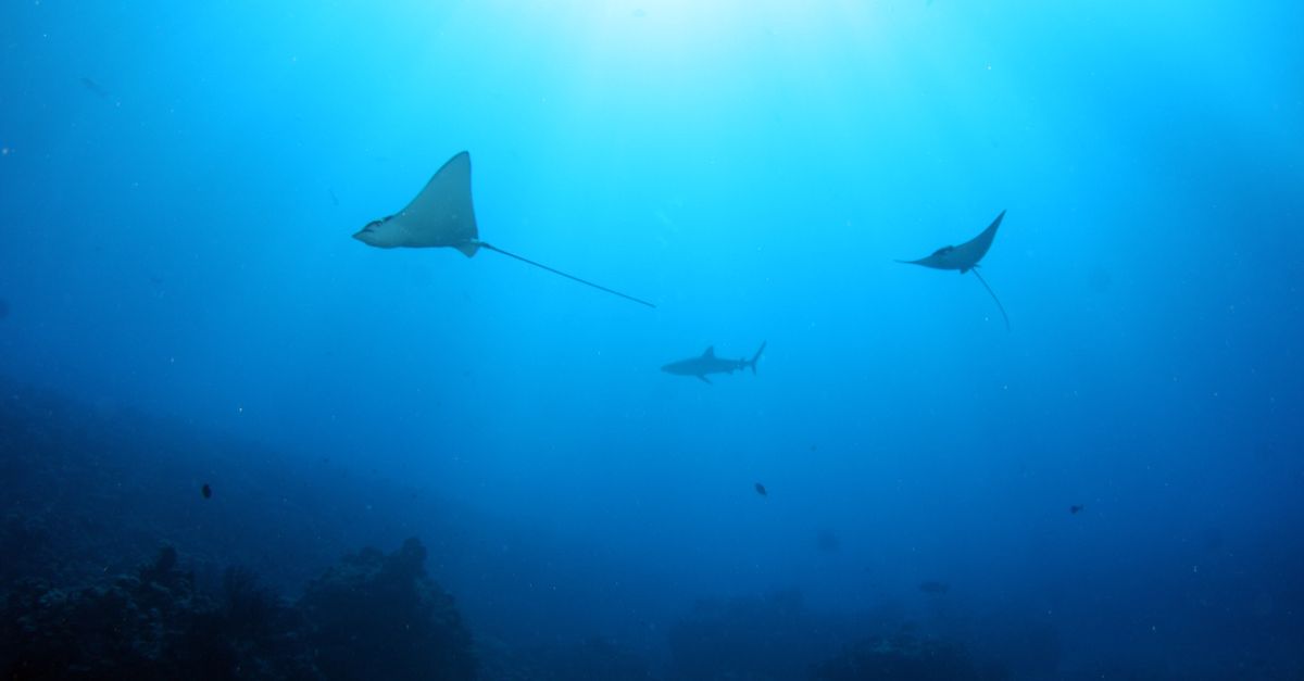 La Baltique se réchauffe plus vite que les autres régions du globe ocean conservation marine life
