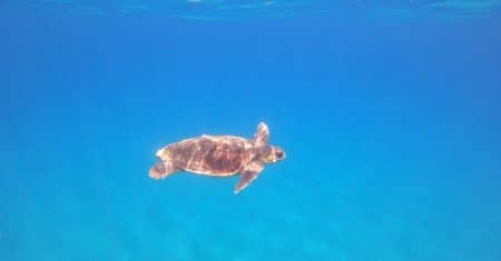 ocean conservation marine life