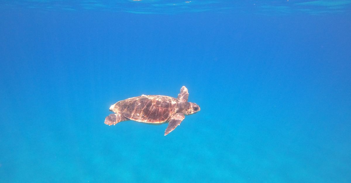 Le Grenelle s’exporte en Outre-Mer ocean conservation marine life